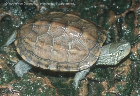 金色烏龜|Mauremys reevesii (Gray, 1831) 